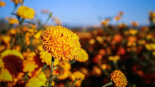 En el noroeste de México hay varios campos de cempasúchil importantes. Foto: Pixabay