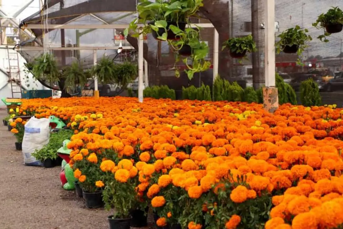 Conoce los campos de cempasúchil en el noroeste de México, tradición del Día de Muertos
