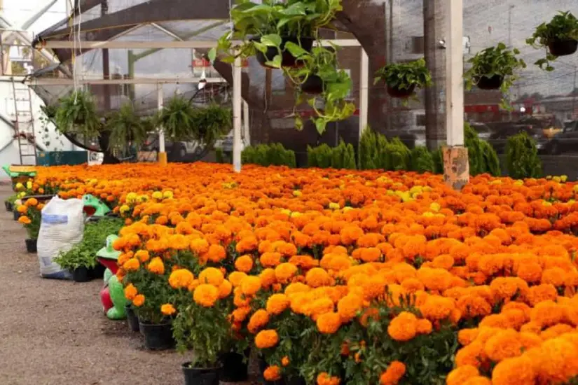 Conoce los campos de cempasúchil en el noroeste de México, tradición del Día de Muertos