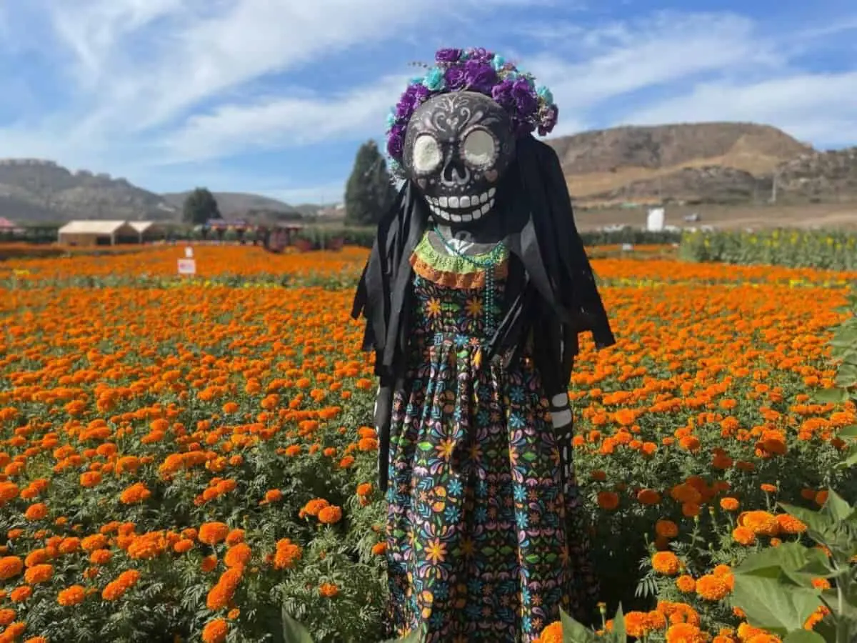 Conoce los campos de cempasúchil en el noroeste de México, tradición del Día de Muertos
