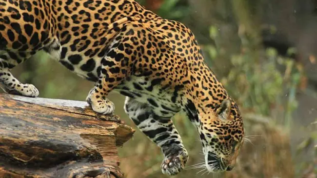 Los corredores biológicos no solo facilitan la movilidad de la fauna, sino su conservación