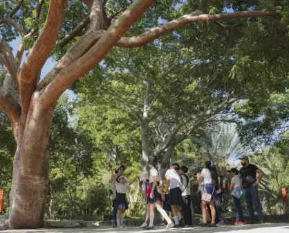 Invitan a donar para promover la educación ambiental a través del Viaje Botánico