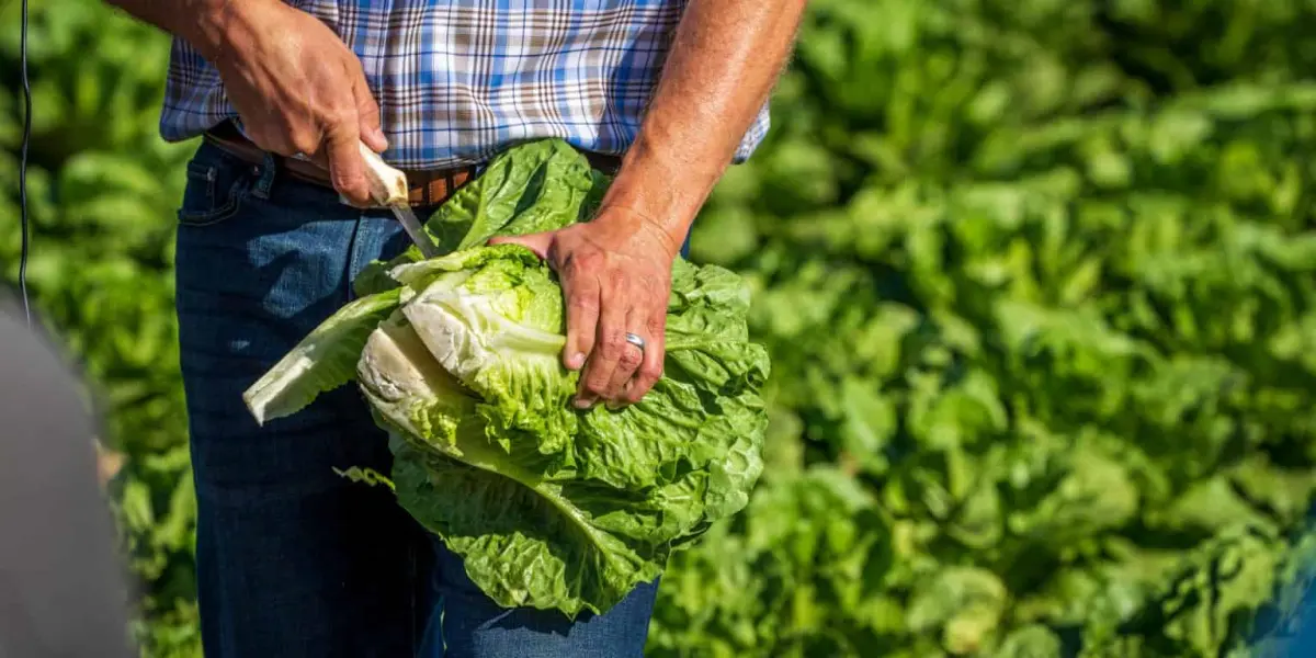 Producción de lechuga en Guanajuato.