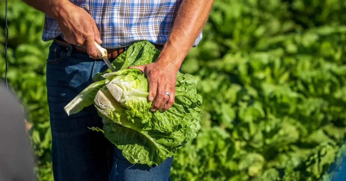 Guanajuato se lleva la medalla de oro en la producción de lechuga