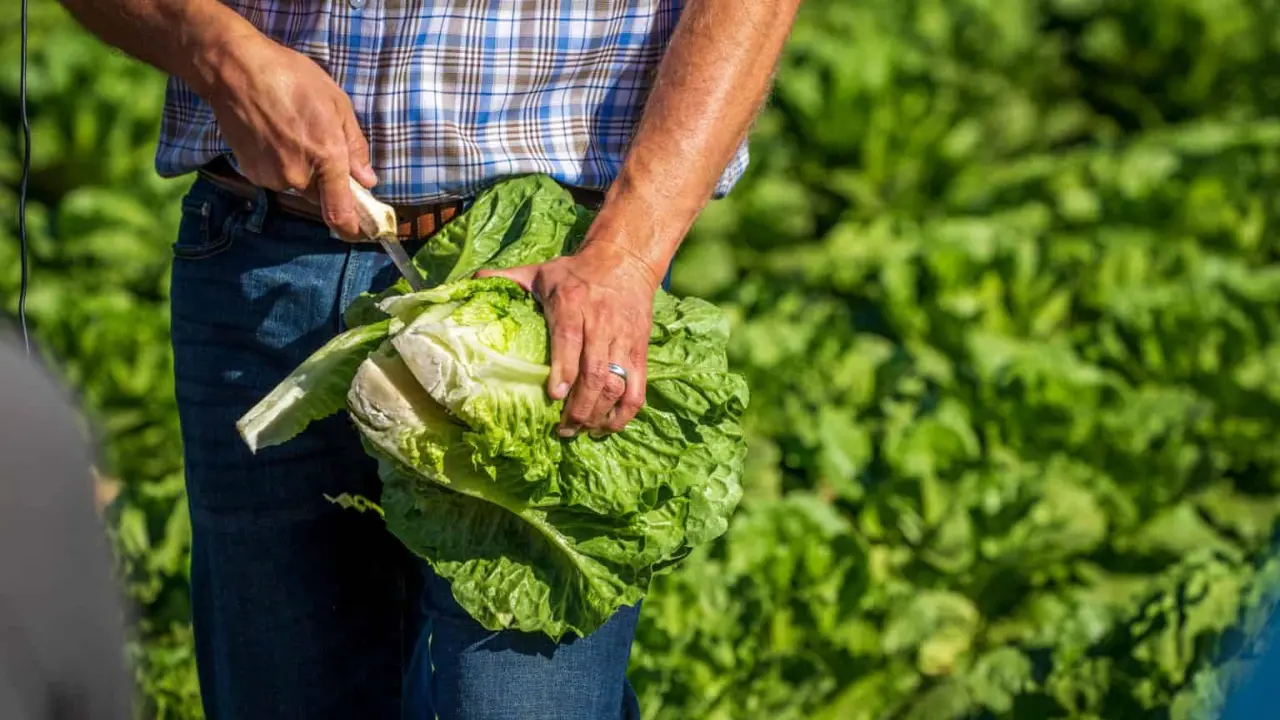 Producción de lechuga en Guanajuato.