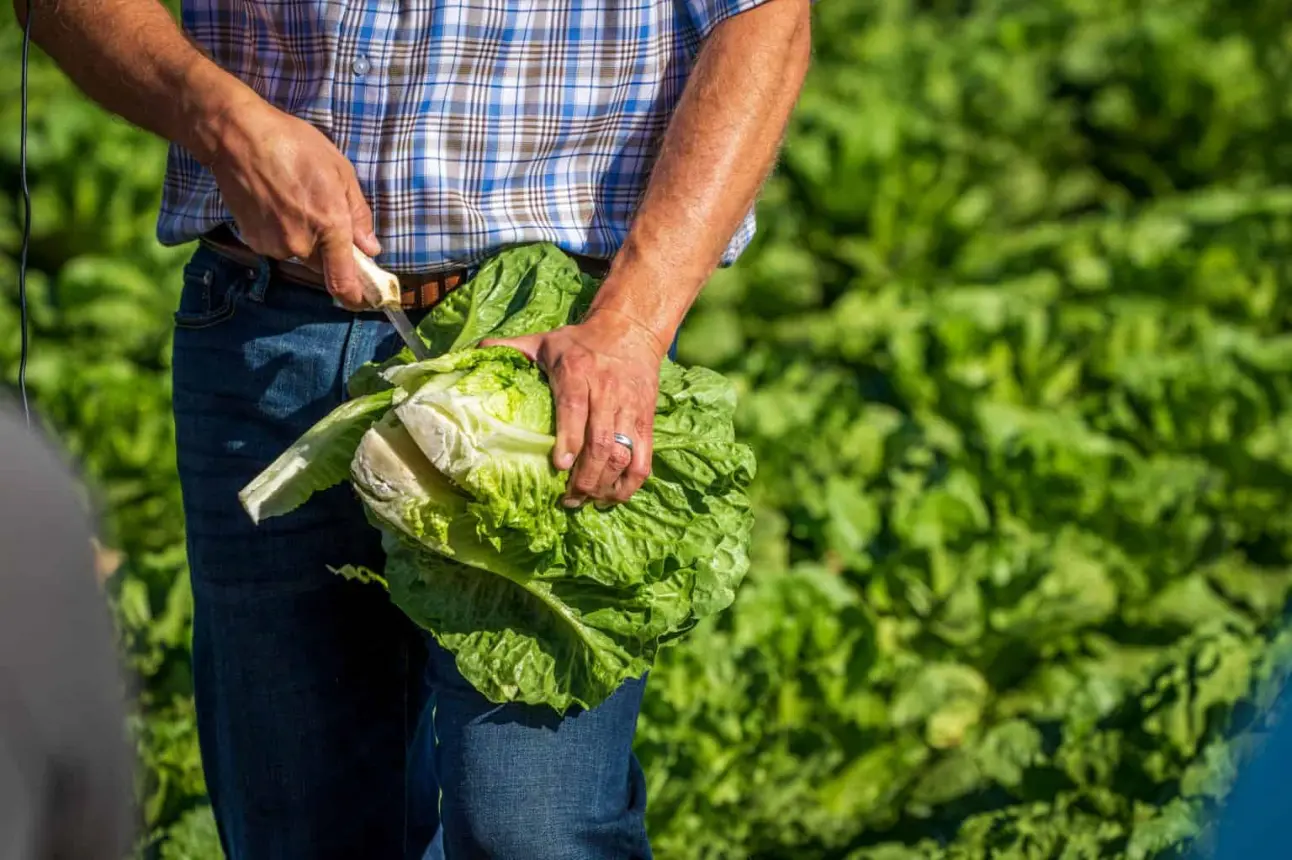 Producción de lechuga en Guanajuato.