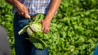 Guanajuato se lleva la medalla de oro en la producción de lechuga