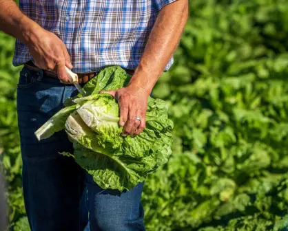 Guanajuato se lleva la medalla de oro en la producción de lechuga