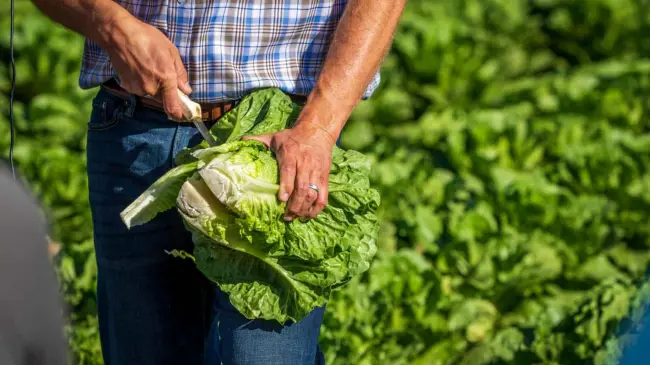 Producción de lechuga en Guanajuato.