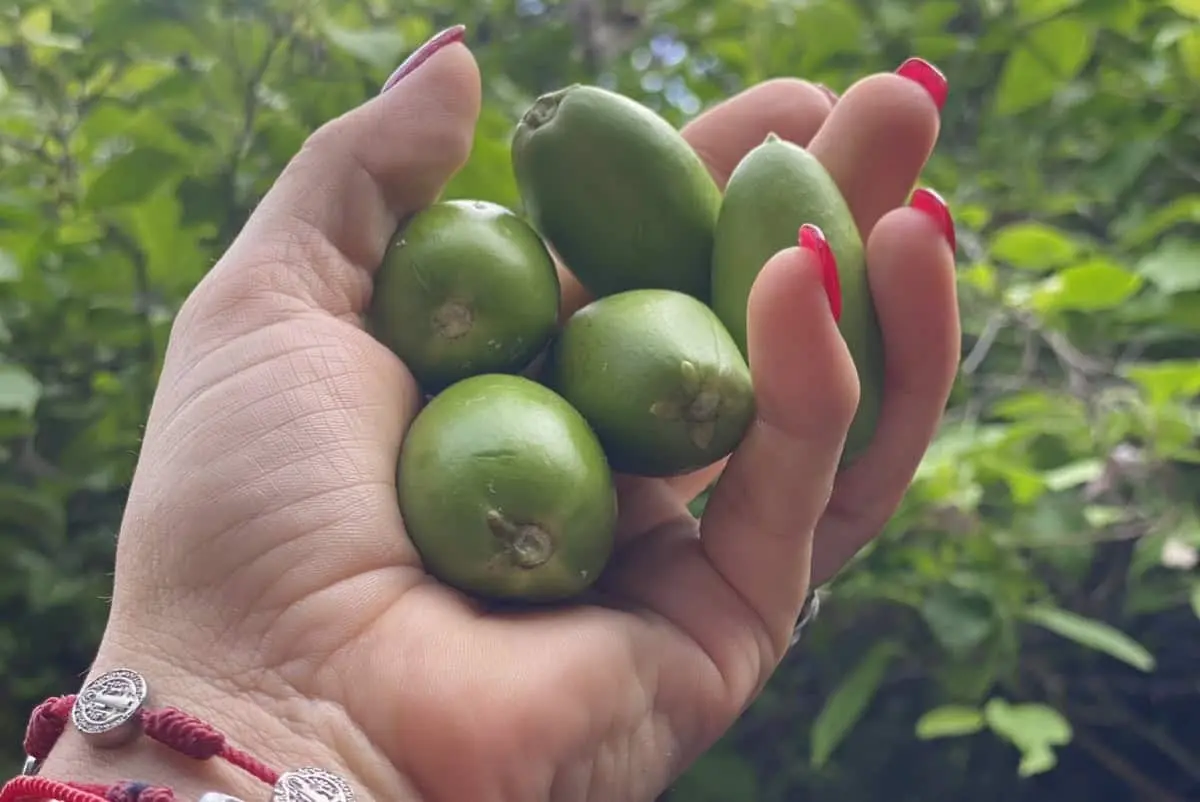 Así lucen los frutos de los torawis, muy famosos en la región serrana de Sinaloa. Foto: Facebook