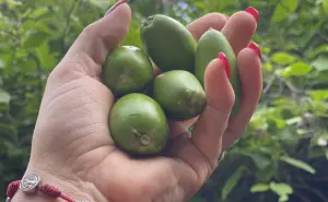 ¿Qué son los torawis y a que sabe esta fruta que se da en Sinaloa?