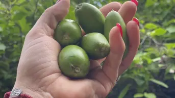 ¿Qué son los torawis y a que sabe esta fruta que se da en Sinaloa?