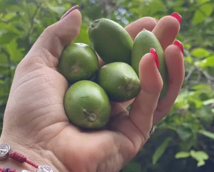 ¿Qué son los torawis y a que sabe esta fruta que se da en Sinaloa?