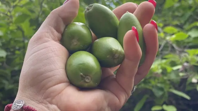Así lucen los frutos de los torawis, muy famosos en la región serrana de Sinaloa. Foto: Facebook