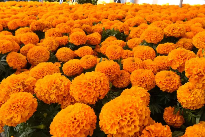 Las flores de cempasúchil de las más buscadas en vísperas del Día de Muertos