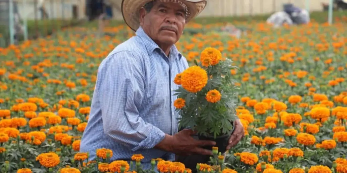 Ya inició la venta de las flores de cempasúchil para el Día de Muertos 2024. Foto: Cortesía