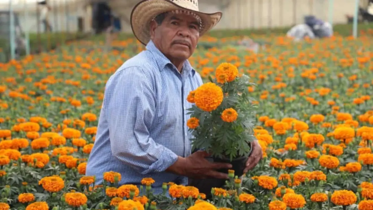 Ya inició la venta de las flores de cempasúchil para el Día de Muertos 2024. Foto: Cortesía