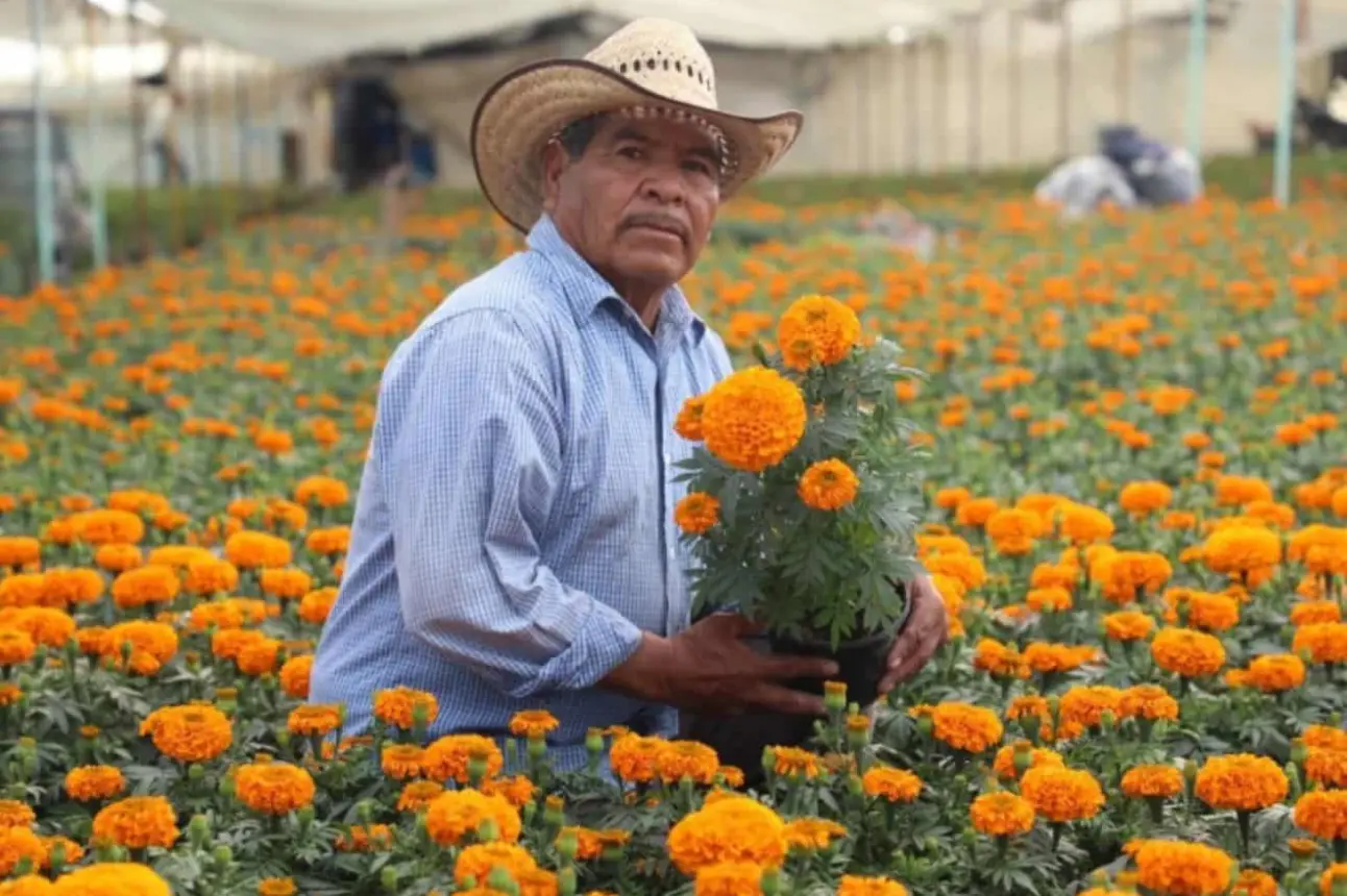 Ya inició la venta de las flores de cempasúchil para el Día de Muertos 2024. Foto: Cortesía