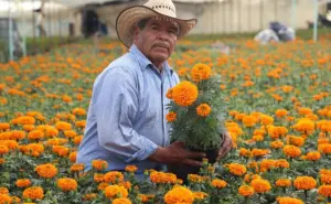 ¿Cuánto cuestan las flores de cempasúchil para el Día de Muertos 2024?