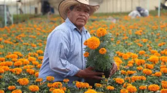 ¿Cuánto cuestan las flores de cempasúchil para el Día de Muertos 2024?