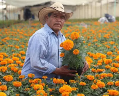 ¿Cuánto cuestan las flores de cempasúchil para el Día de Muertos 2024?