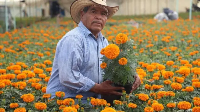 Ya inició la venta de las flores de cempasúchil para el Día de Muertos 2024. Foto: Cortesía