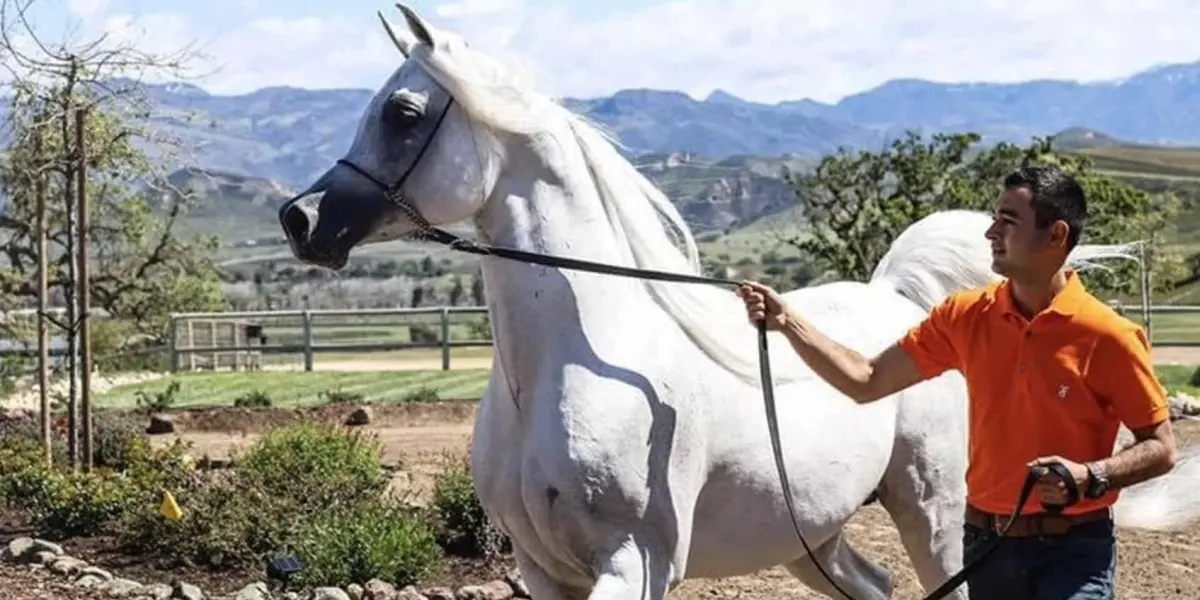 Con mucha dedicación, Javier Alonso logró convertirse en uno de los mejores entrenadores de caballo a nivel internacional. Foto: Cortesía.