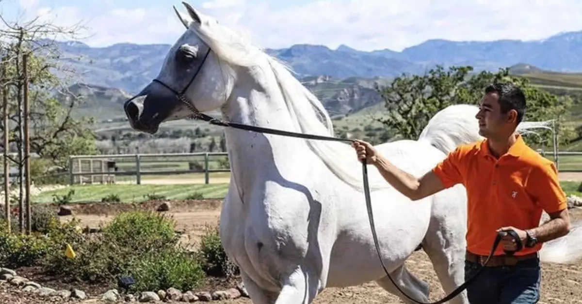 Javier Alonso Guzmán es el encantador de caballos que desde Navolato conquista a la realeza árabe y del mundo