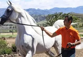 Javier Alonso Guzmán es el encantador de caballos que desde Navolato conquista a la realeza árabe y del mundo