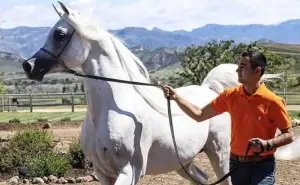 Javier Alonso Guzmán es el encantador de caballos que desde Navolato conquista a la realeza árabe y del mundo