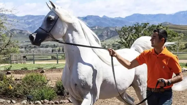 Con mucha dedicación, Javier Alonso logró convertirse en uno de los mejores entrenadores de caballo a nivel internacional. Foto: Cortesía.
