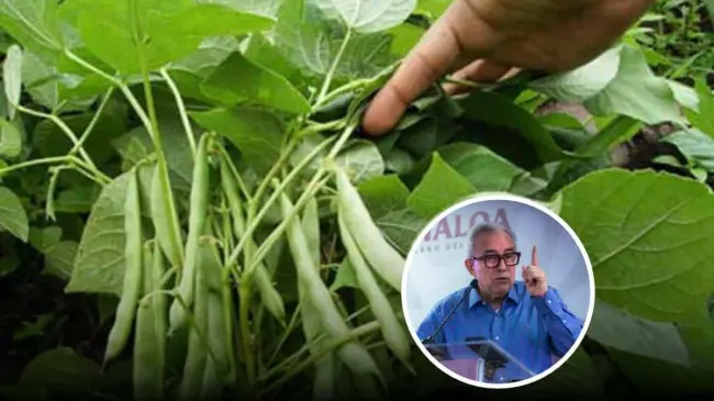 Ampliarán cobertura de frijol y garbanzo en Sinaloa