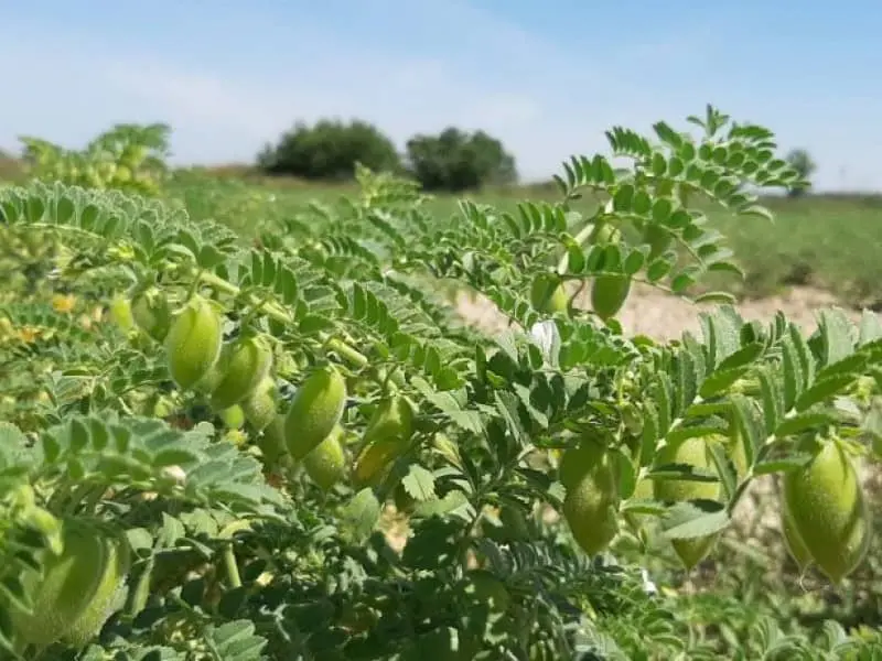 Cultivo de Garbanzo