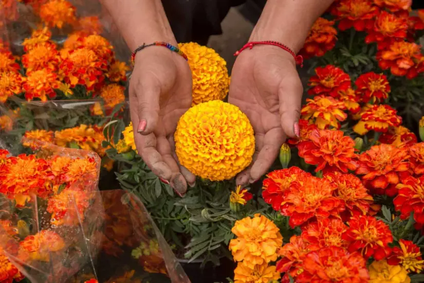 Las flores de Cempasúchil por su color, se cree que iluminan a las almas  de los angelitos hacia el altar.