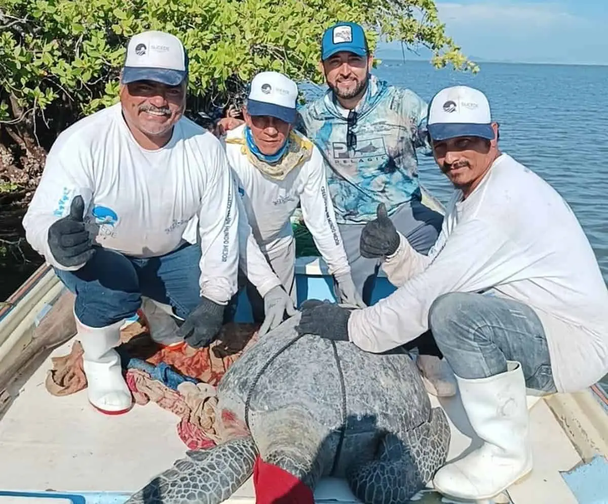 Pescadores y Pescadoras de La Reforma participan en la conservación inteligente con el monitoreo de la tortuga marina.