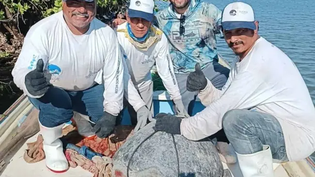 Pescadores y Pescadoras de La Reforma participan en la conservación inteligente con el monitoreo de la tortuga marina.