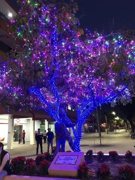 El árbol de la filantropía es una iniciativa que representa la unión de los sinaloenses.