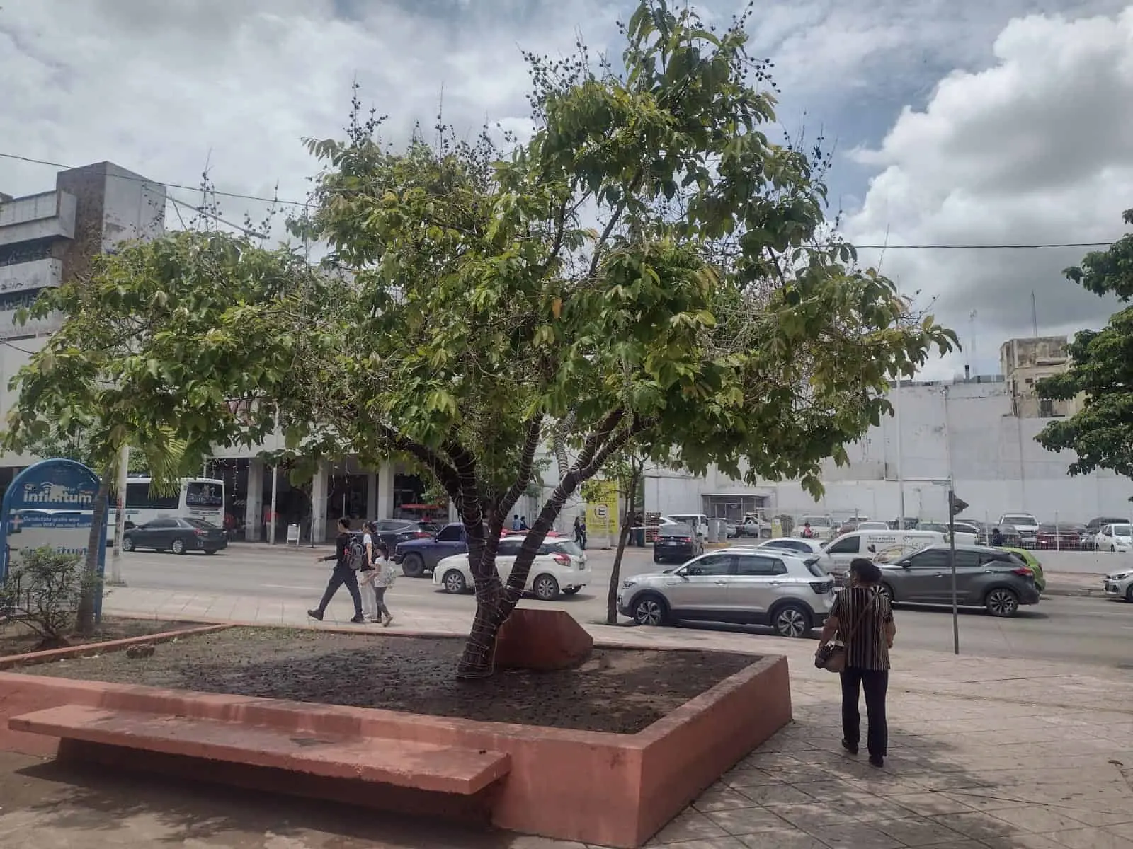 La representación de este árbol, es lo verdaderamente importante.