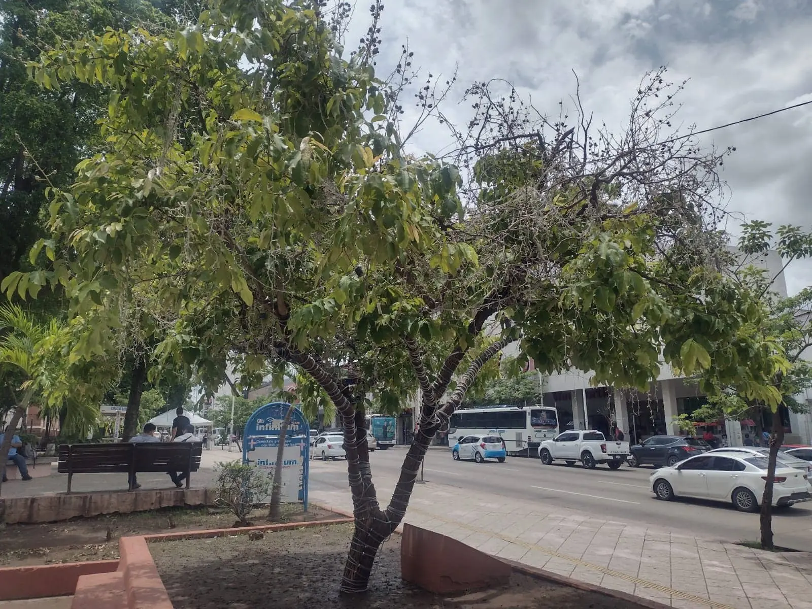 El árbol de la filantropía se encuentra en la Plazuela Álvaro Obregón.