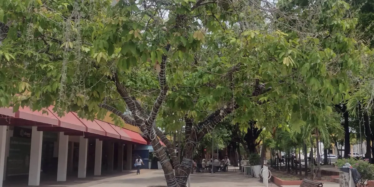 El Árbol de la Filantropía, en el Centro de Culiacán, es un símbolo vivo del esfuerzo y la generosidad del pueblo sinaloense.