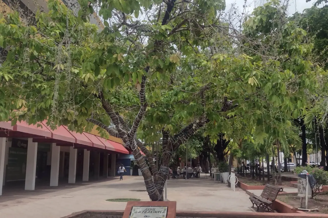 El Árbol de la Filantropía, en el Centro de Culiacán, es un símbolo vivo del esfuerzo y la generosidad del pueblo sinaloense.