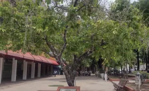 El Árbol de la Filantropía es un símbolo de generosidad en la Plazuela Obregón