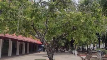 El Árbol de la Filantropía es un símbolo de generosidad en la Plazuela Obregón