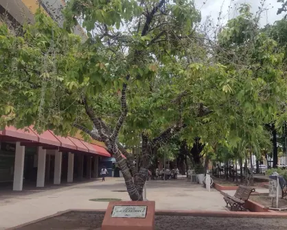 El Árbol de la Filantropía es un símbolo de generosidad en la Plazuela Obregón