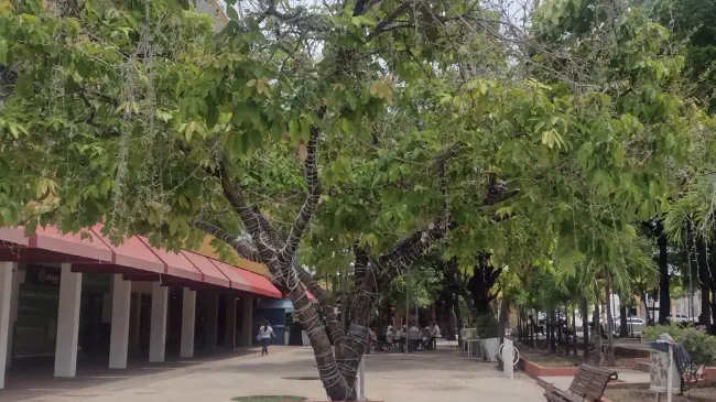 El Árbol de la Filantropía, en el Centro de Culiacán, es un símbolo vivo del esfuerzo y la generosidad del pueblo sinaloense.