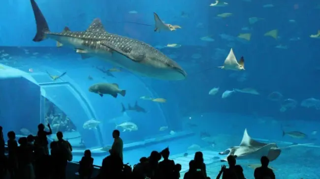 Acuario del Bajío, admira el impresionante tiburón ballena