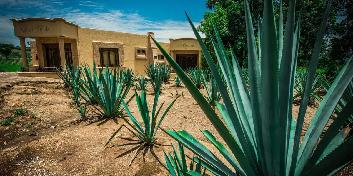 Así será Tequila Lab, el museo interactivo del tequila más grande de México, que estará ubicado en Guadalajara. Foto. temática.