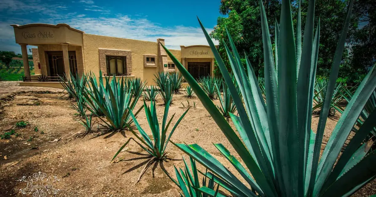 Así será Tequila Lab, el museo interactivo del tequila más grande de México, que estará ubicado en Guadalajara