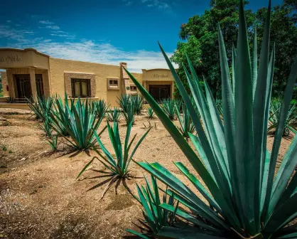 Así será Tequila Lab, el museo interactivo del tequila más grande de México, que estará ubicado en Guadalajara