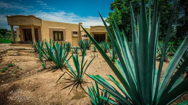 Así será Tequila Lab, el museo interactivo del tequila más grande de México, que estará ubicado en Guadalajara. Foto. temática.